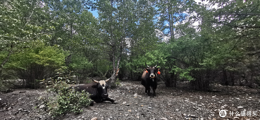 疫情云旅游，回忆记录2019自驾游之西藏行。