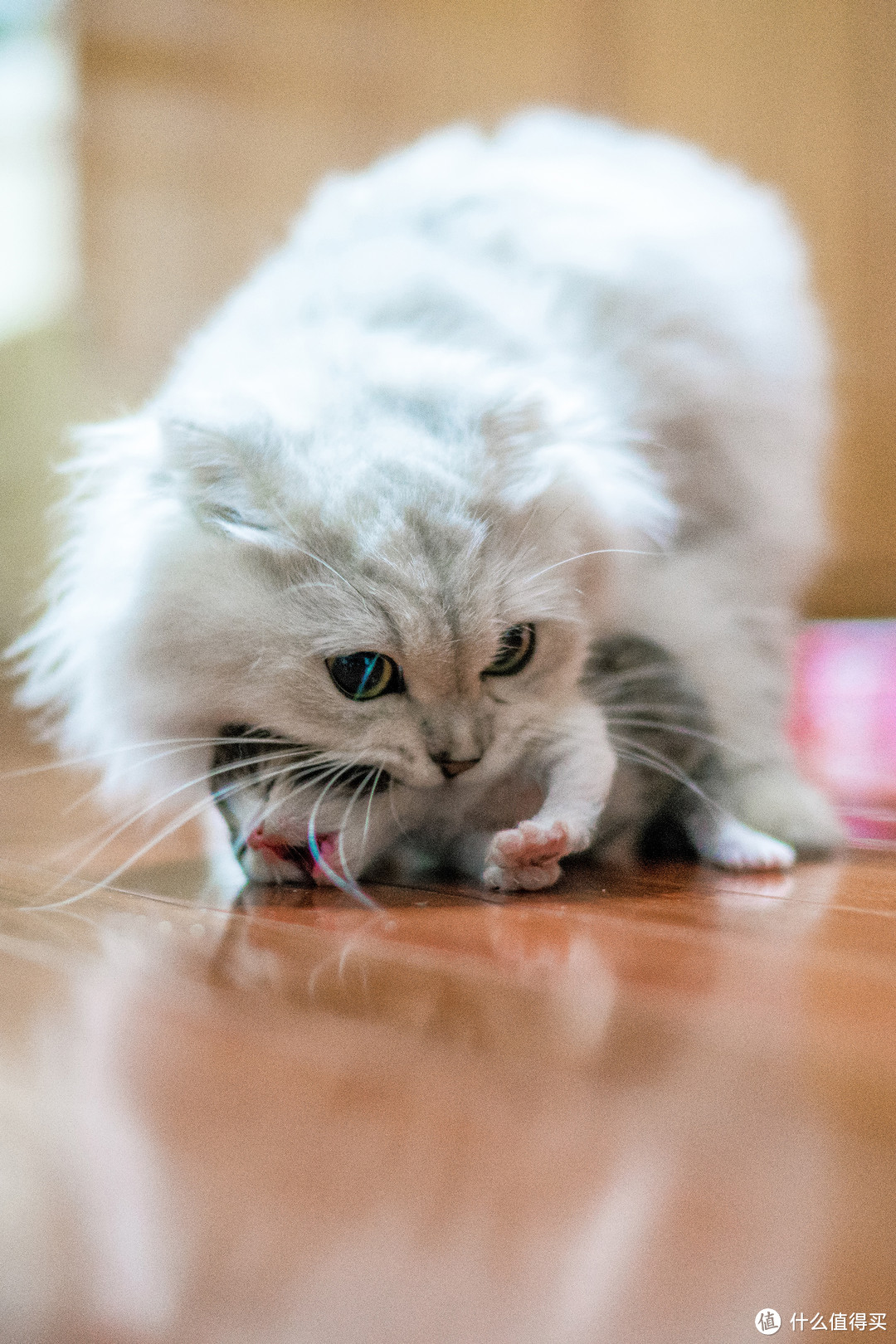 恋一座城，撸一群猫~我是城市里的养猫人