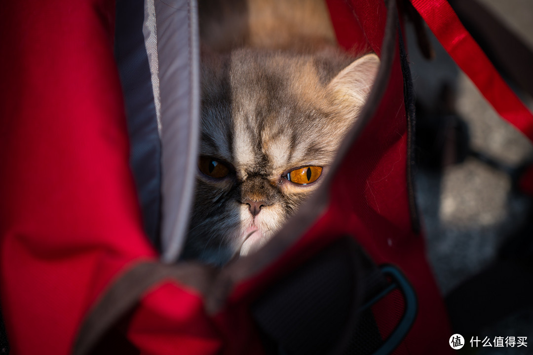 恋一座城，撸一群猫~我是城市里的养猫人