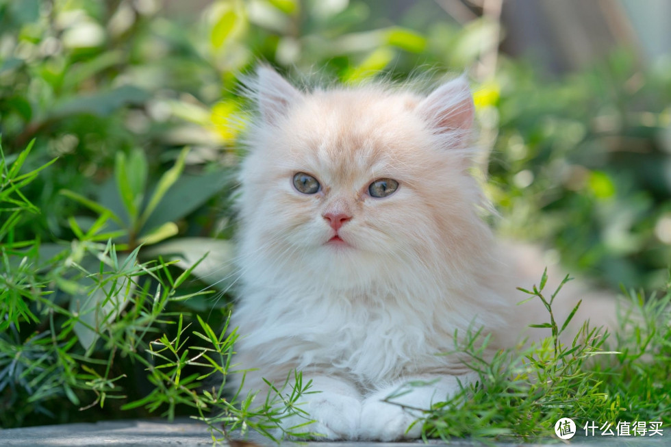 恋一座城，撸一群猫~我是城市里的养猫人