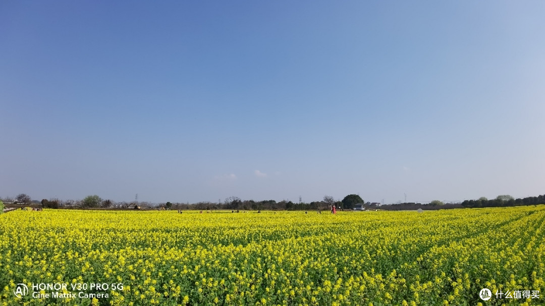 移沿山油菜花田