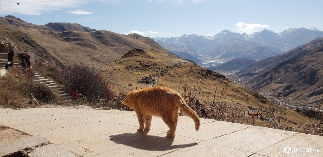 和蔼可亲的猫