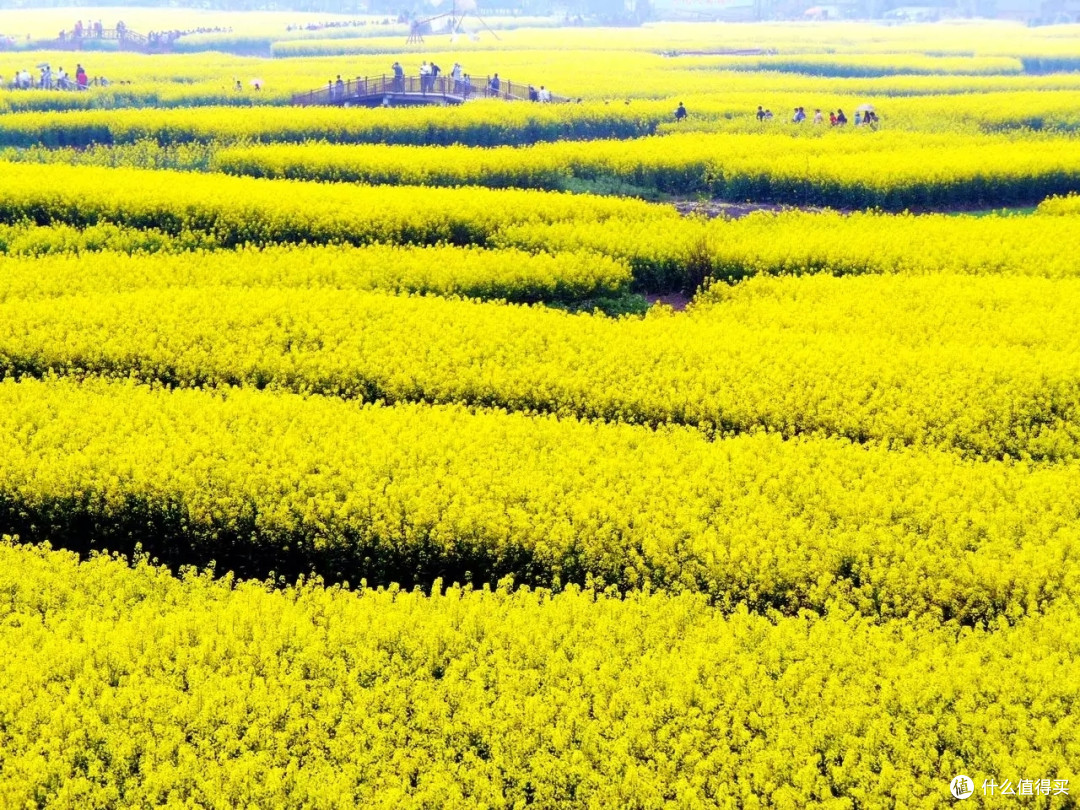 3月你好——赏油菜花海