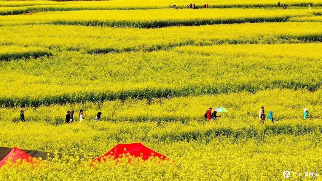 3月你好——赏油菜花海