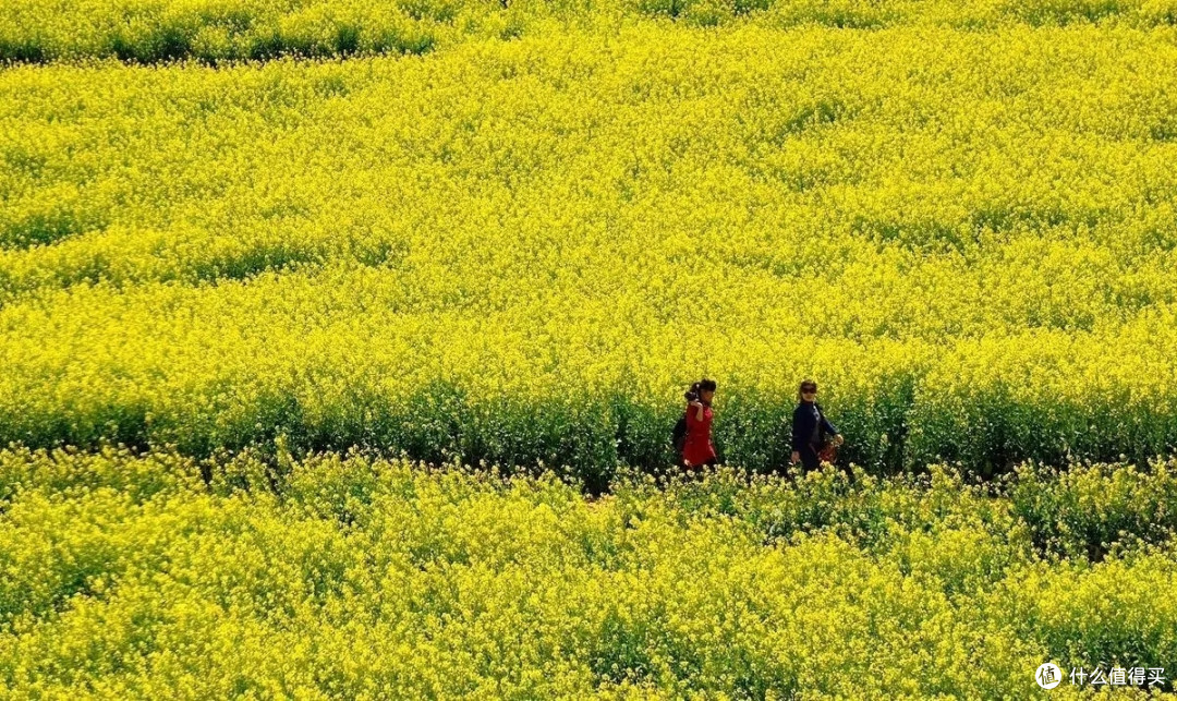 3月你好——赏油菜花海