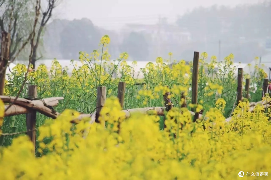 3月你好——赏油菜花海