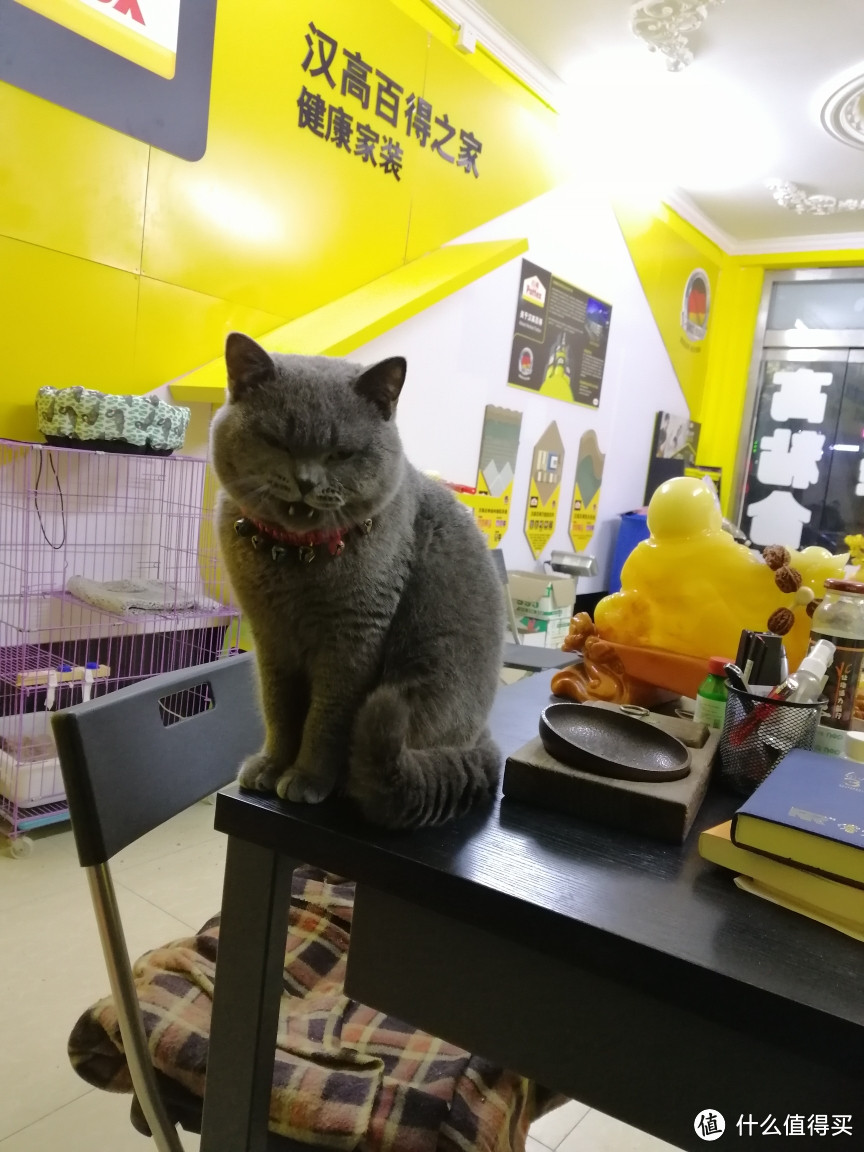 幸福的猫生,快乐的猫饭(二)