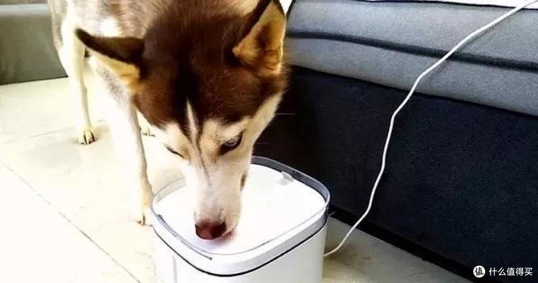 什么值得买之小顽智能宠物饮水机,主子们再也不用担心猫咪狗子不爱喝水,和喝水健康问题了