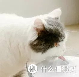 什么值得买之小顽智能宠物饮水机，主子们再也不用担心猫咪狗子不爱喝水，和喝水健康问题了