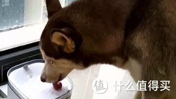 什么值得买之小顽智能宠物饮水机,主子们再也不用担心猫咪狗子不爱喝水,和喝水健康问题了