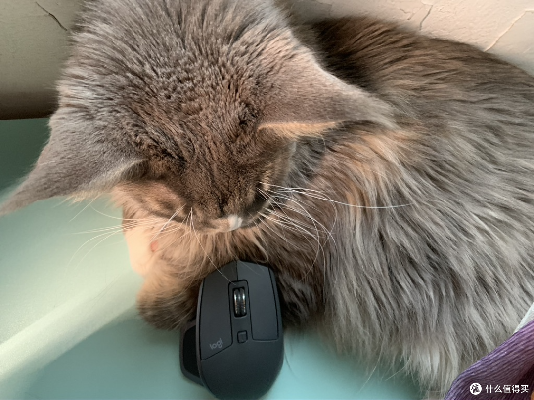 猫和老鼠