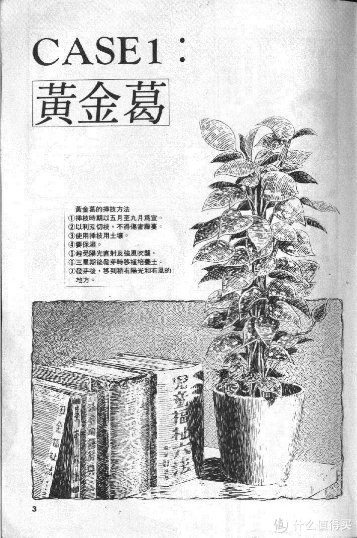 第一回封面图，也是所代表的植物——黄金葛。