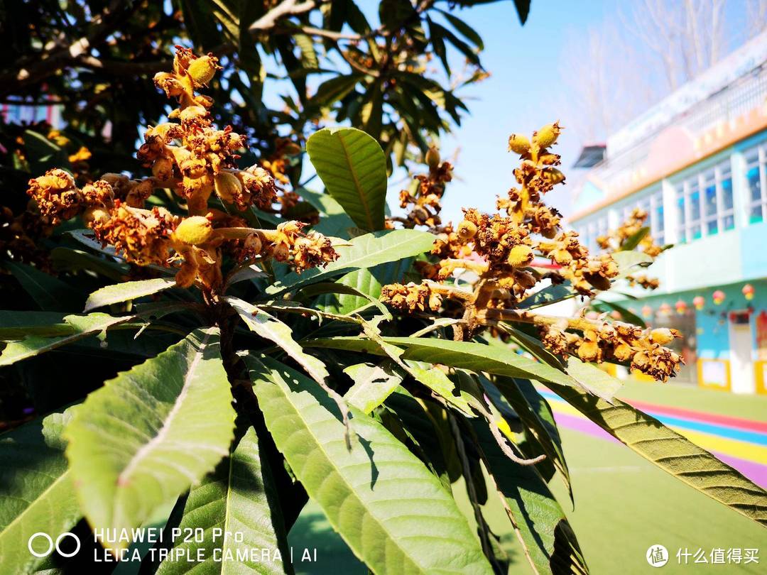 晴空万里，我辈必将扶摇而上；花好月圆，大地必回人间天堂。