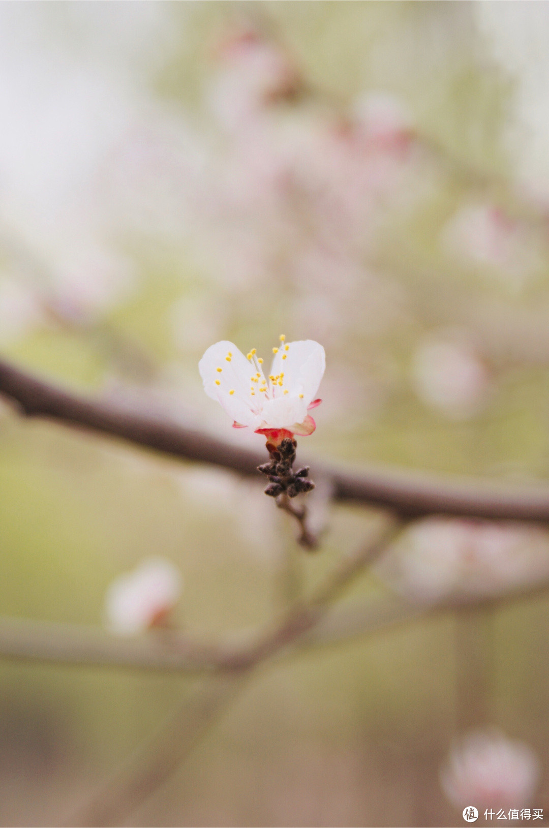 春天来了，给你一份拍花的小技巧