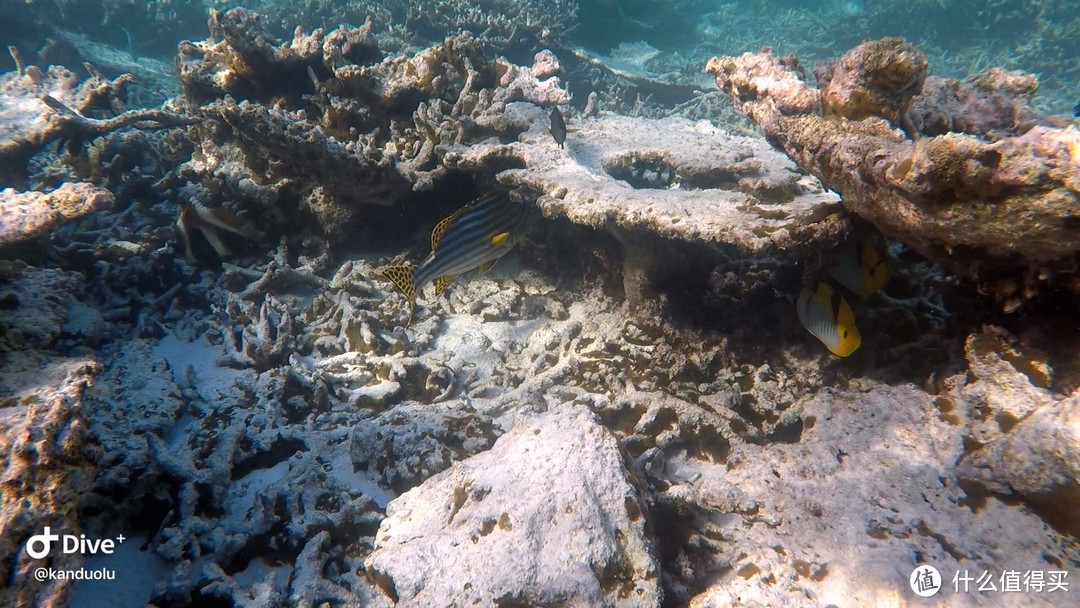 马尔代夫蜜月游-坎多卢岛Kandolhu Island 和海龟先生一起游