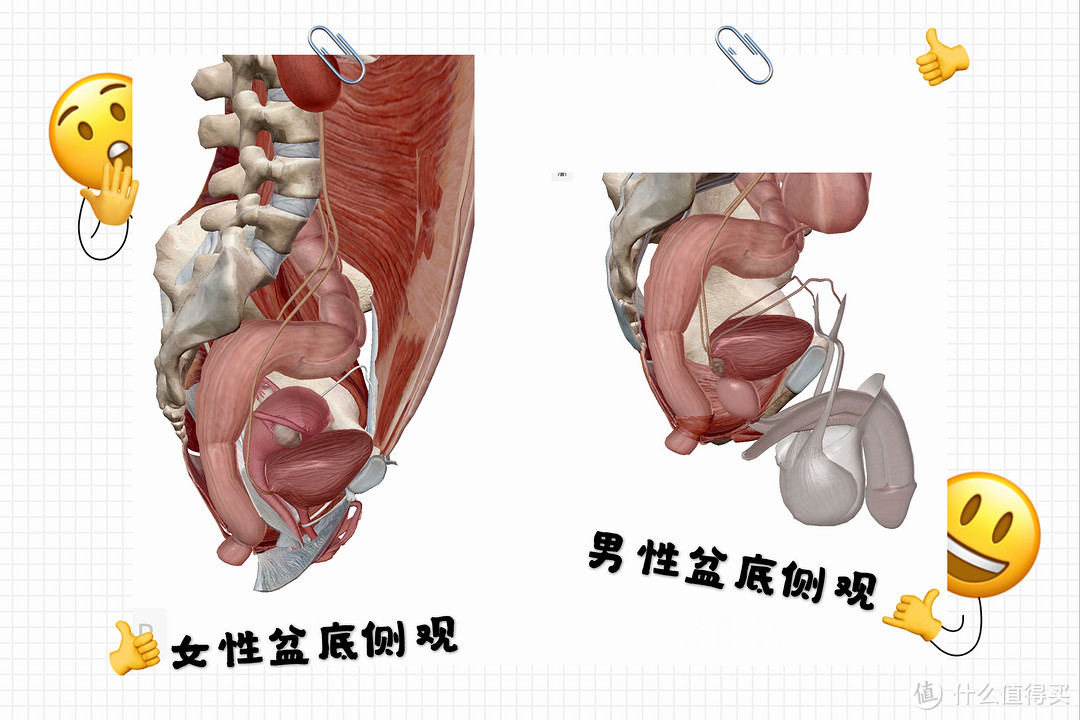 产后恢复都包含什么？骨盆要用机器修复吗？男性也该锻炼盆底肌？这一篇统统给你答案