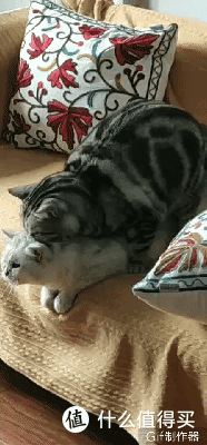 戚风蛋糕——我的早餐、猫咪的美食
