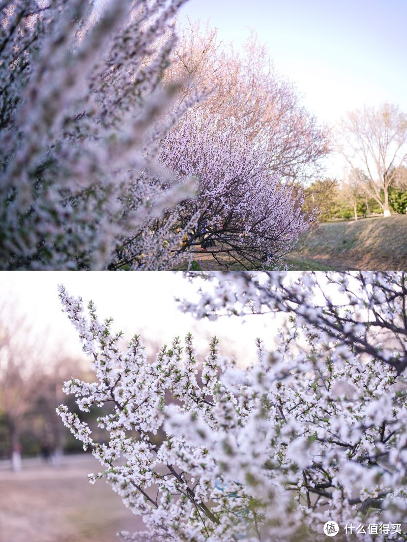 春天的气息🌸来奥森山桃花林一组写真大片吧