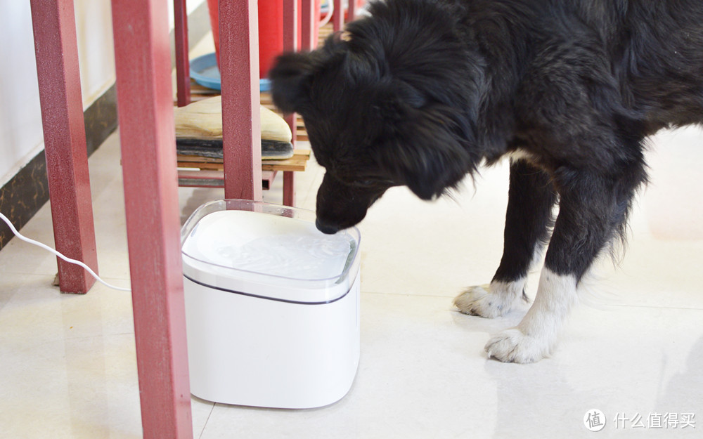 小米新品，智能宠物饮水机：让汪星人第一次享受智能科技