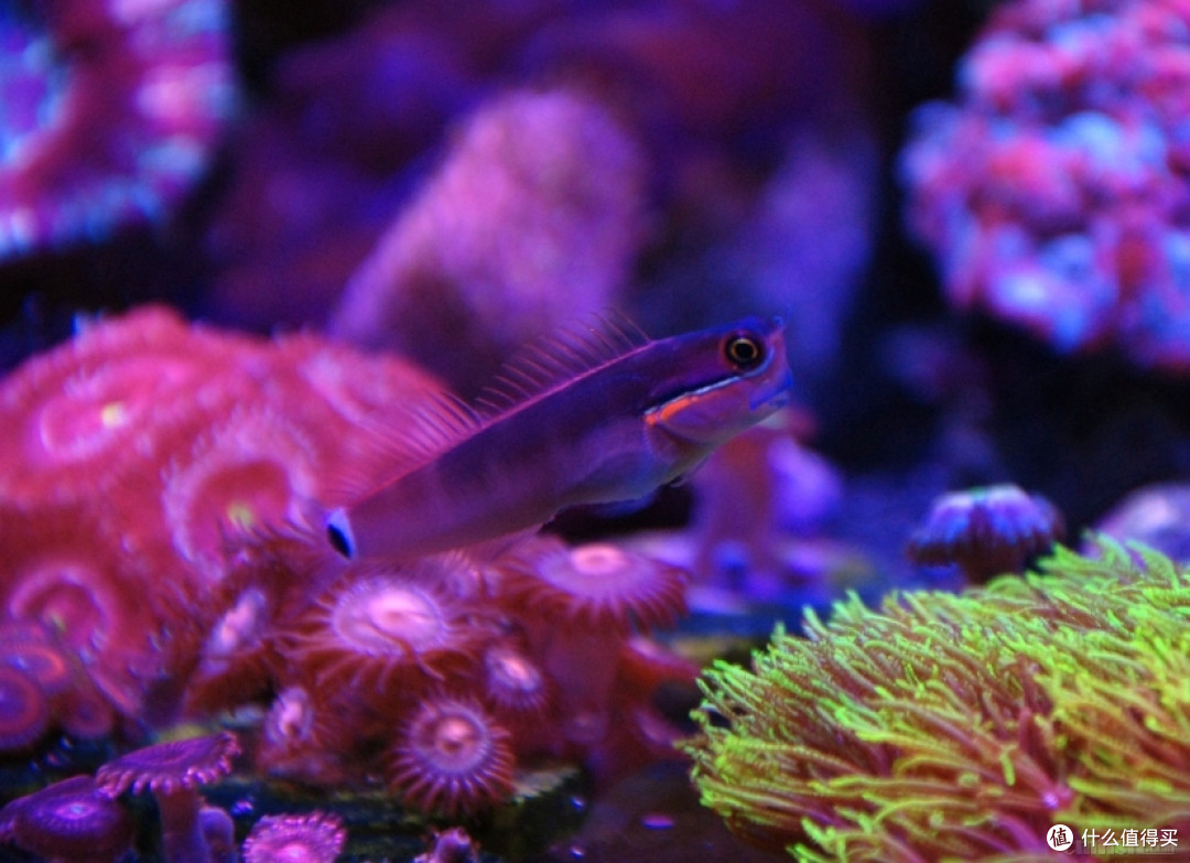 属于老男孩的一片自留地--这几年的水族情缘