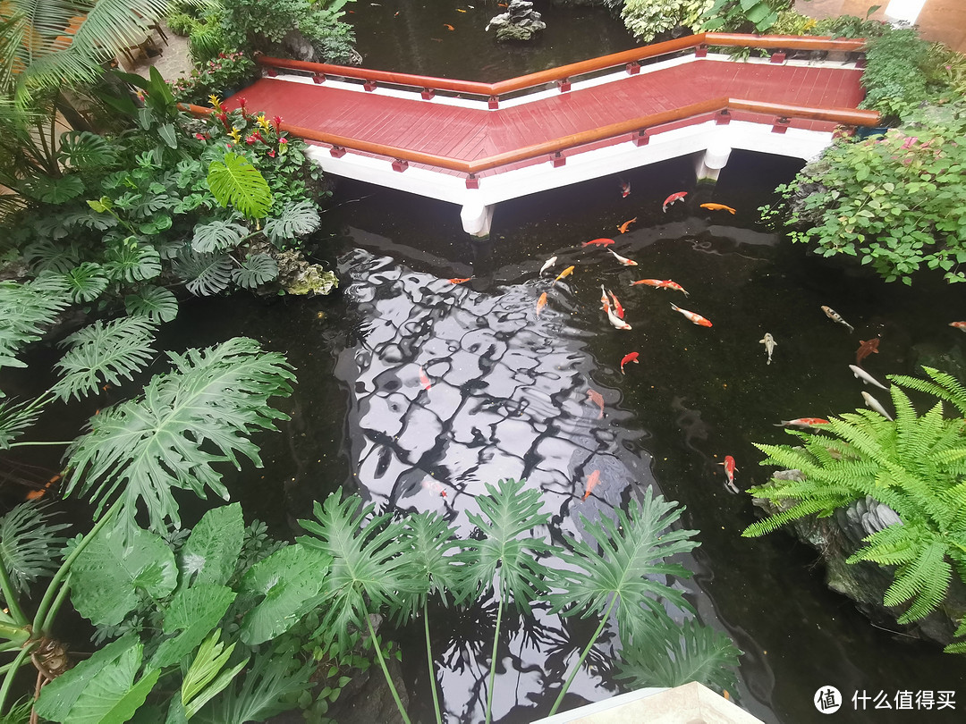 下面是各种绿色植物，水中则有很多鲤鱼