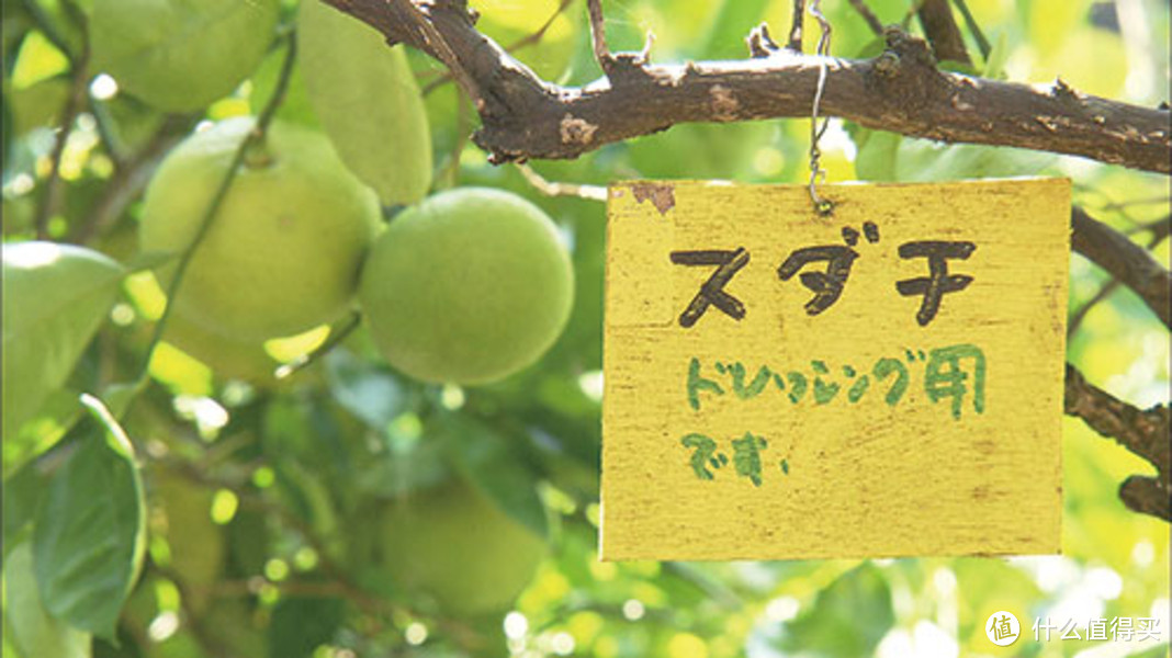 春光无限美，6部风景超好看的日本电影，在家云出游，建议收藏慢慢看