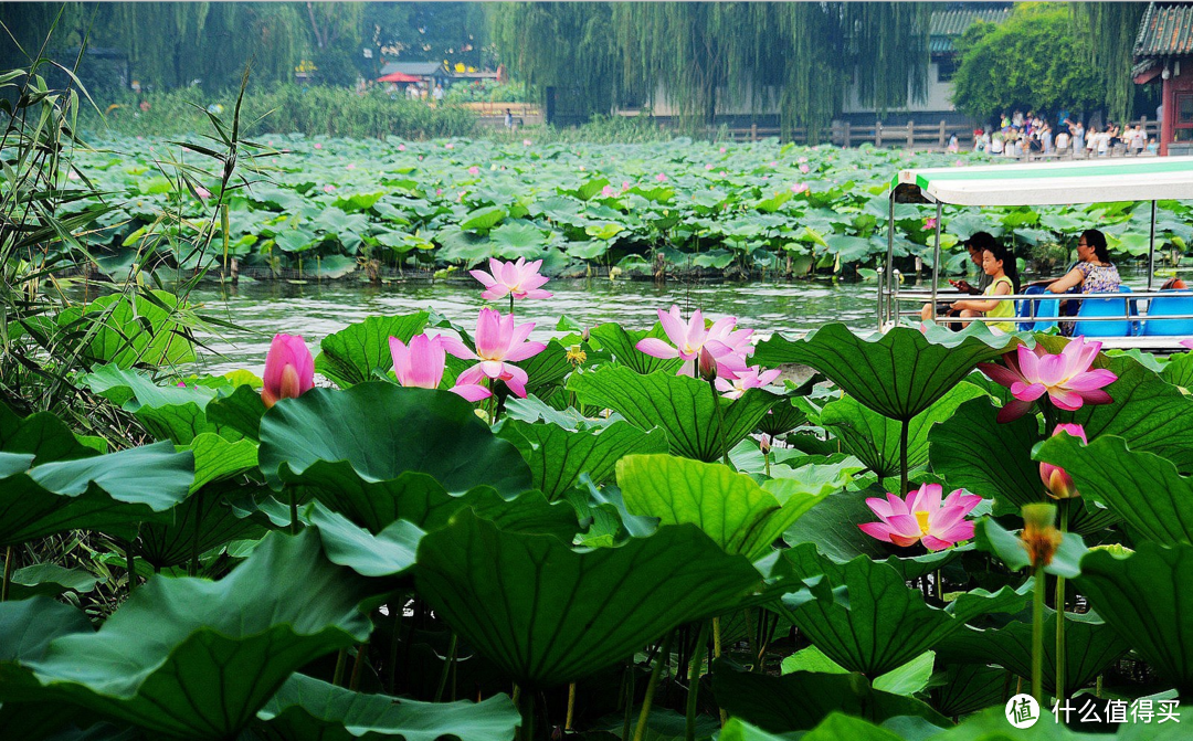 还记得大明湖畔的夏雨荷么