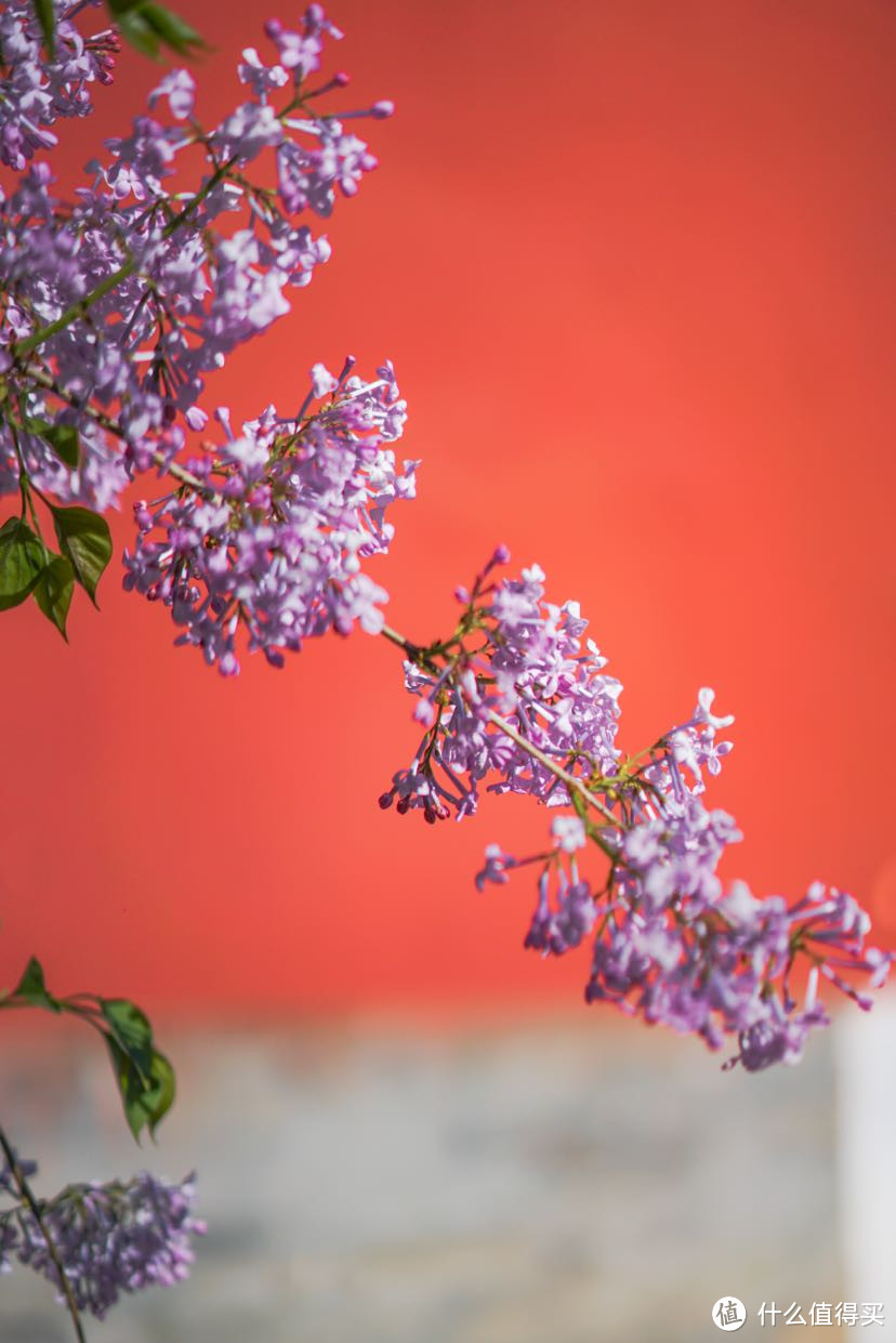 北京春日限定赏花|郁金香花丛的复古油画写真