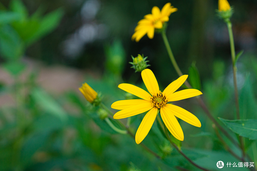 适马（SIGMA）ART 70mm F2.8 DG MACRO 微距镜