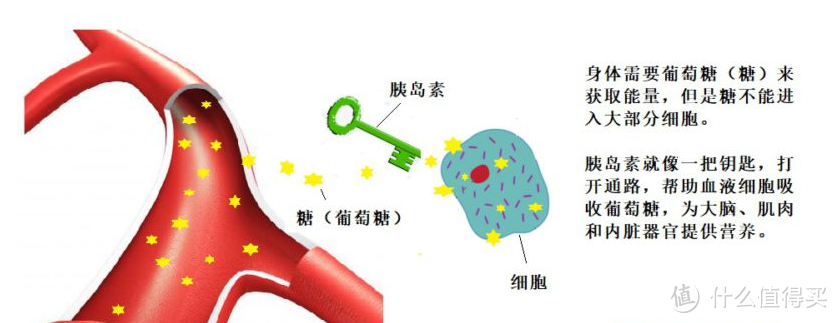 秀出好身材篇一 减肥太难 试下间歇性断食一月瘦10斤不是梦 体育项目 什么值得买