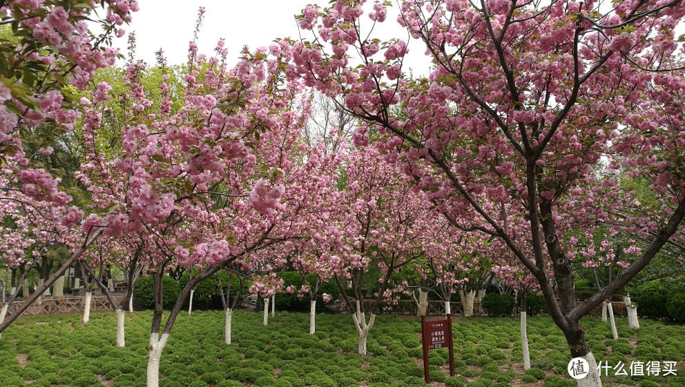 这些年走过的城市与山水——泰山、济南篇