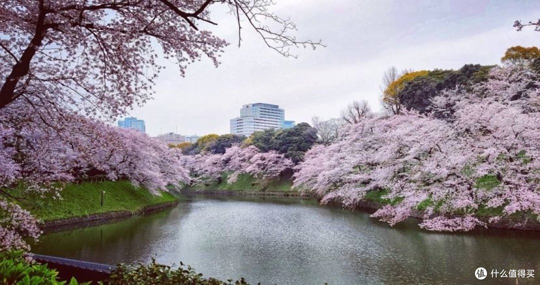 遇见樱花拥抱你——记日本关西之旅(附带日本旅拍婚纱照分享)