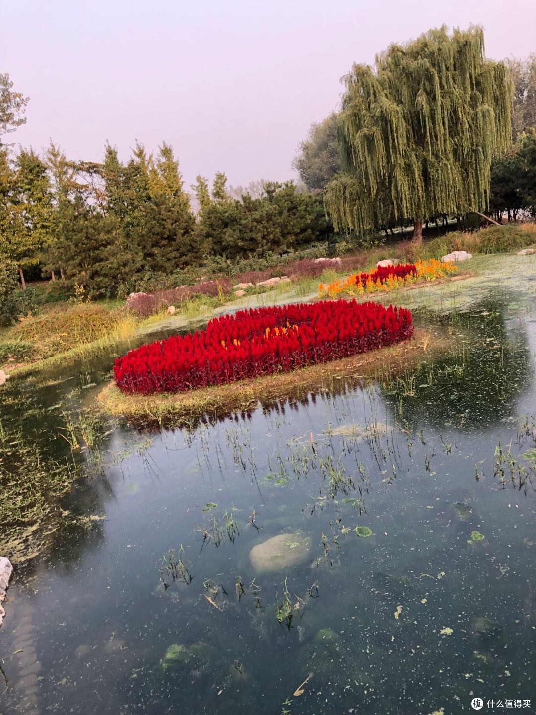 顺义鲜花港4月中旬至5月份的郁金香文化节,摄影爱好者的福音