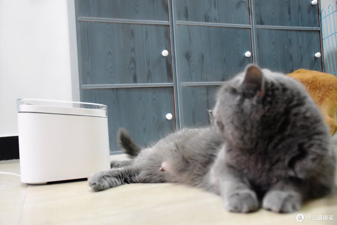家有28只猫星人，你会如何解决他们的饮水难题