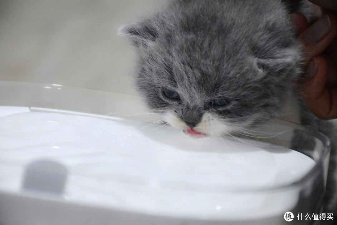 家有28只猫星人，你会如何解决他们的饮水难题