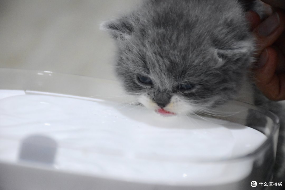 家有28只猫星人，你会如何解决他们的饮水难题