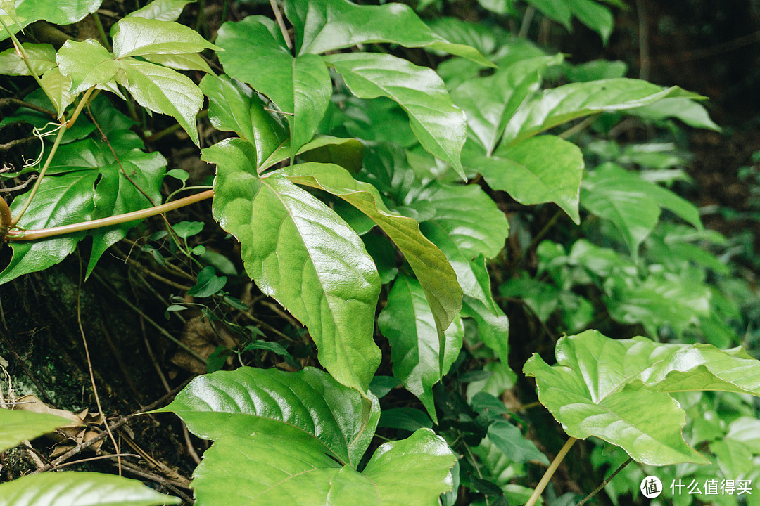 带着索尼a6000漫步鼓浪屿