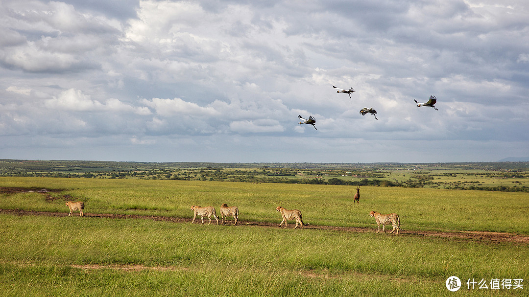 非洲肯尼亚自由行——颜面尽失的猎豹和狮子（六）