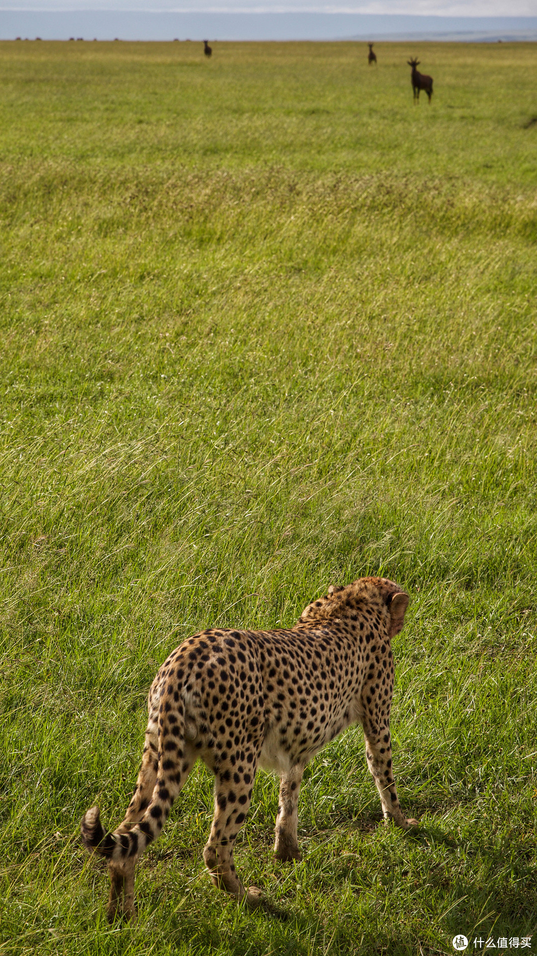 非洲肯尼亚自由行——颜面尽失的猎豹和狮子（六）