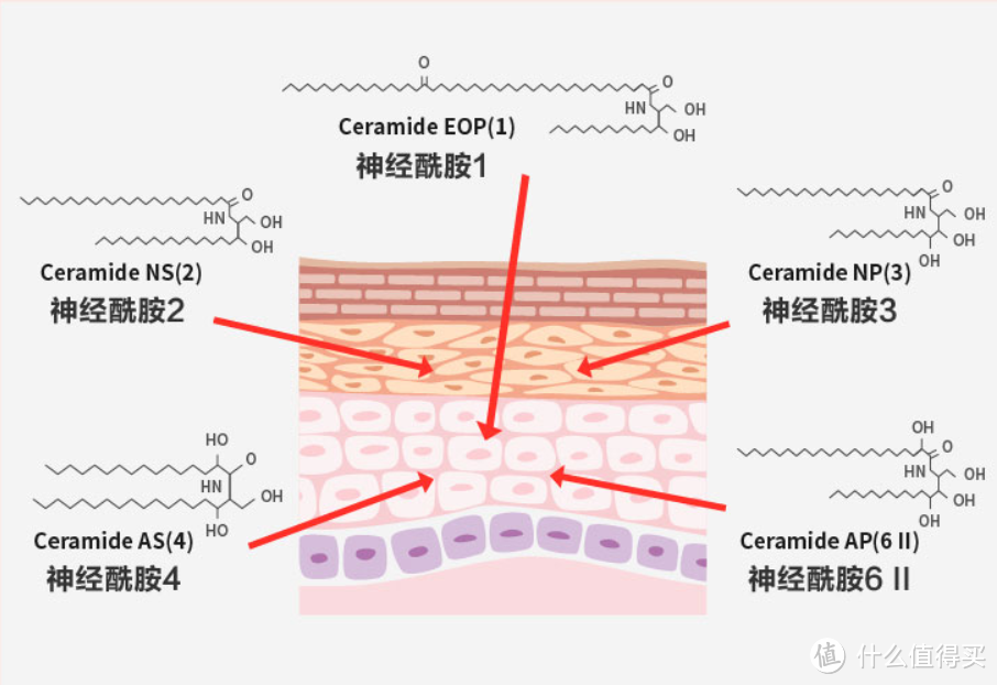 HBN发售酵母六重玻尿酸复原露