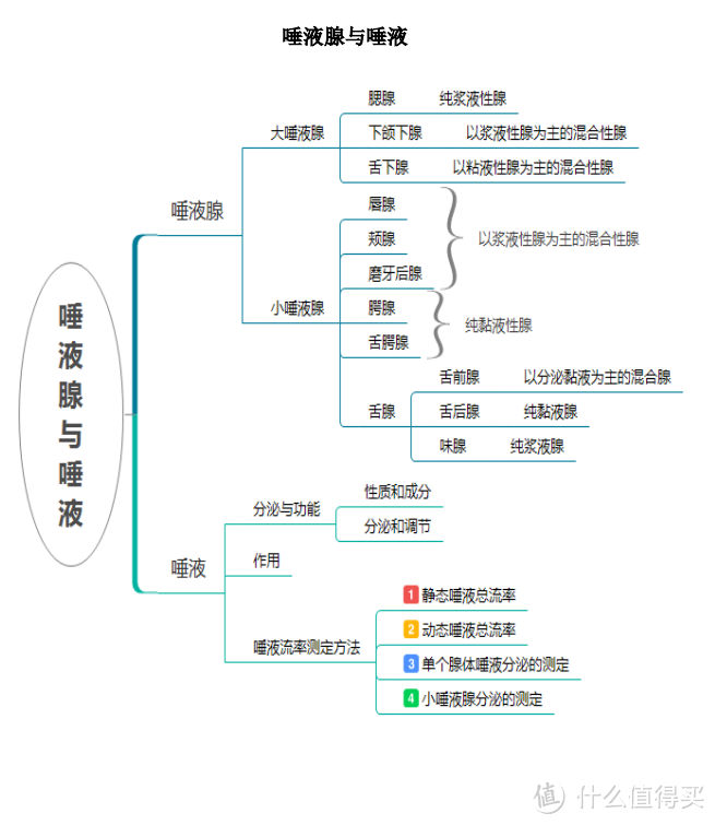 思维导图：唾液腺与唾液