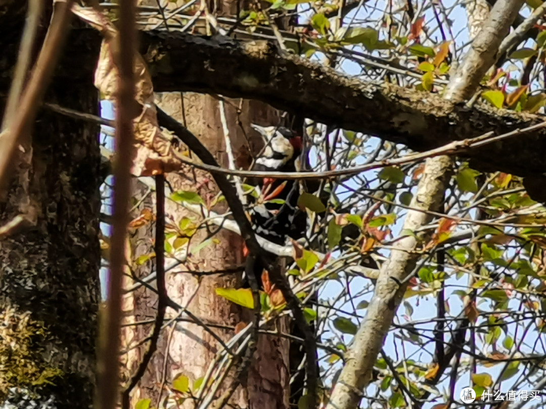 疫情之下还能外出度假吗？秦岭悠然山高山湿地度假酒店初体验