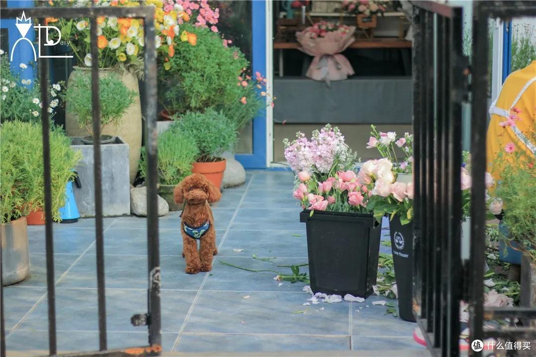 店主来了|美貌不撞款的小众鲜花挑选手册!下次买花心里有数啦~