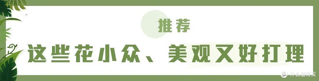 店主来了|美貌不撞款的小众鲜花挑选手册!下次买花心里有数啦~