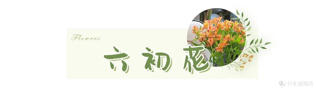 店主来了|美貌不撞款的小众鲜花挑选手册!下次买花心里有数啦~