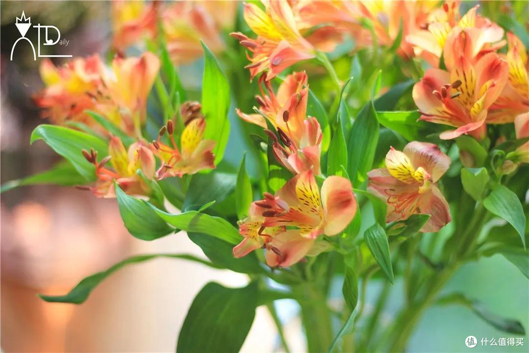 店主来了|美貌不撞款的小众鲜花挑选手册!下次买花心里有数啦~