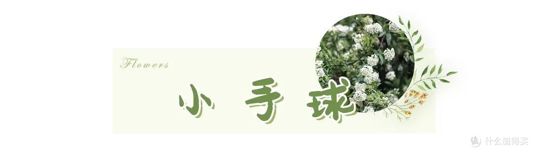 店主来了|美貌不撞款的小众鲜花挑选手册!下次买花心里有数啦~