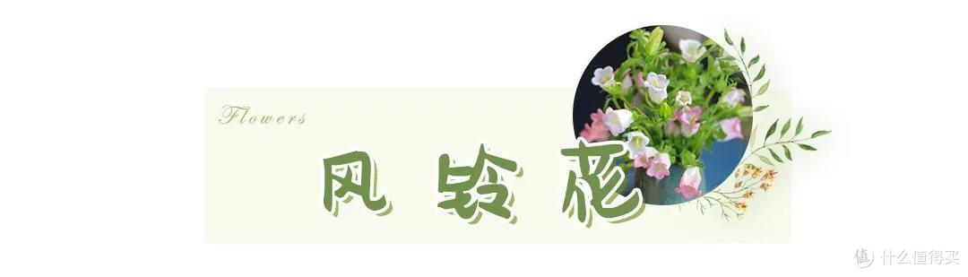 店主来了|美貌不撞款的小众鲜花挑选手册!下次买花心里有数啦~