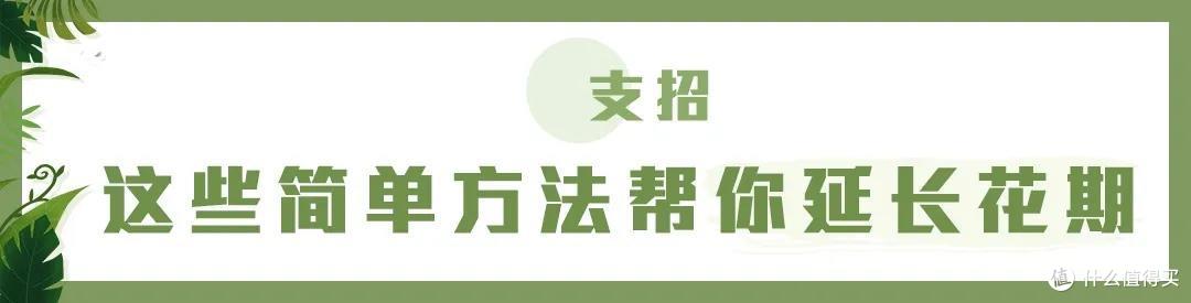 店主来了|美貌不撞款的小众鲜花挑选手册!下次买花心里有数啦~