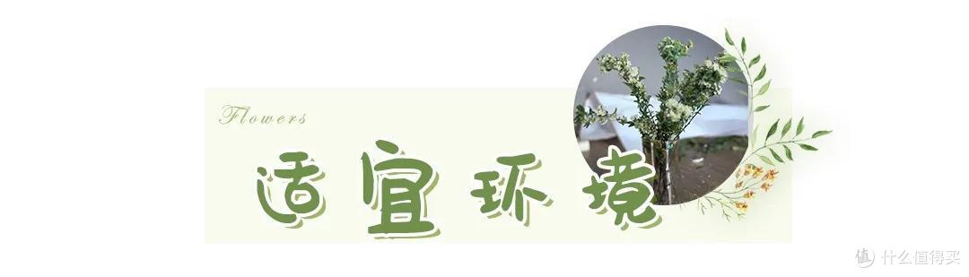 店主来了|美貌不撞款的小众鲜花挑选手册!下次买花心里有数啦~